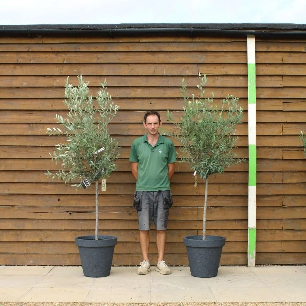 X2 Potted 1/2 Standard Olive Trees No. 566 & 219 | Standard Olive Tree - Olive Grove Oundle