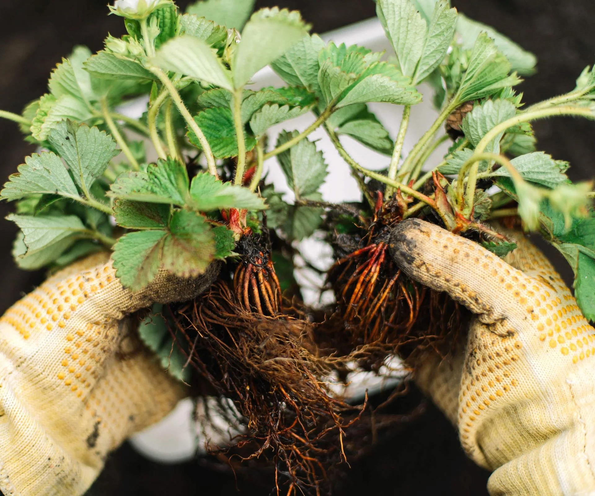 Strawberry plants being prepared to be planted into the garden