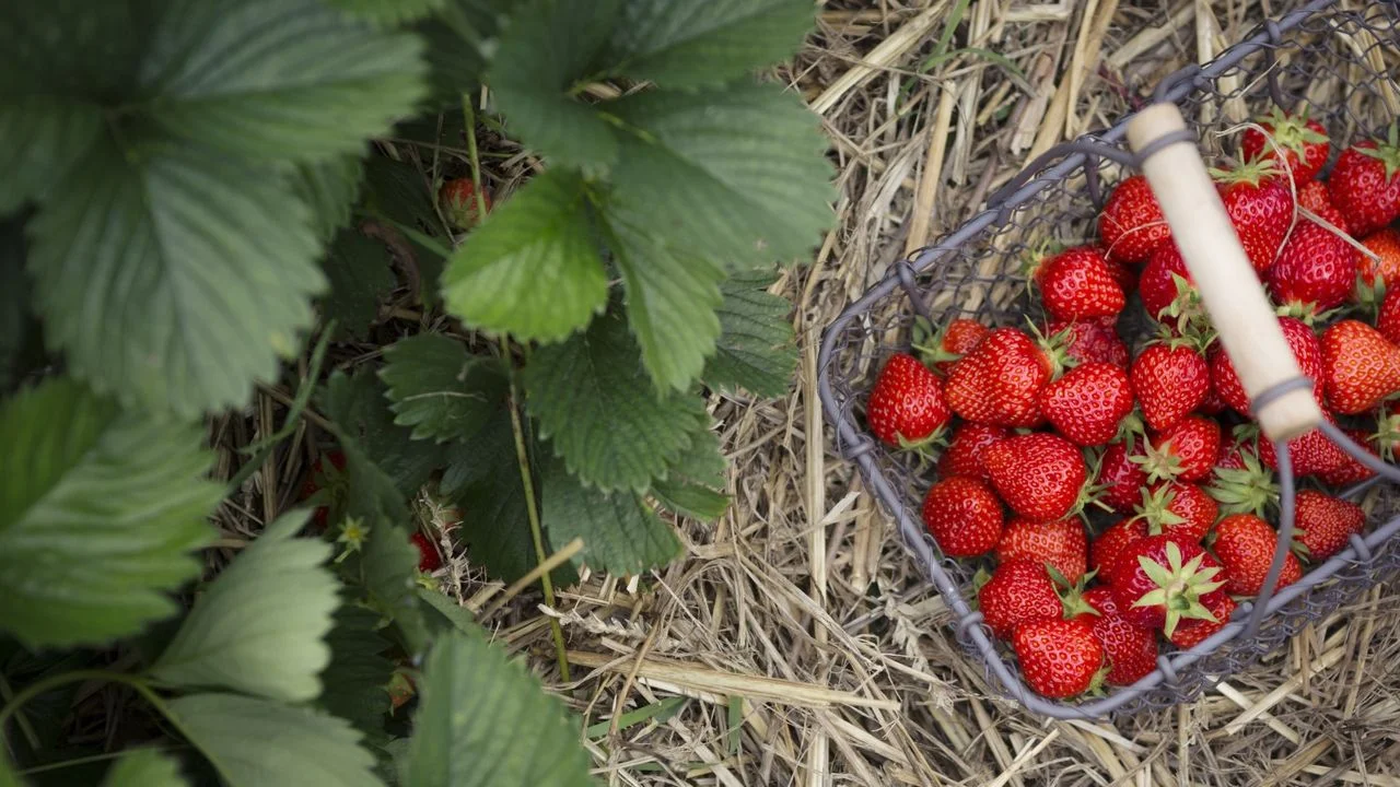 Essential Tasks for Optimizing Your Strawberry Crop Ahead of Next Season