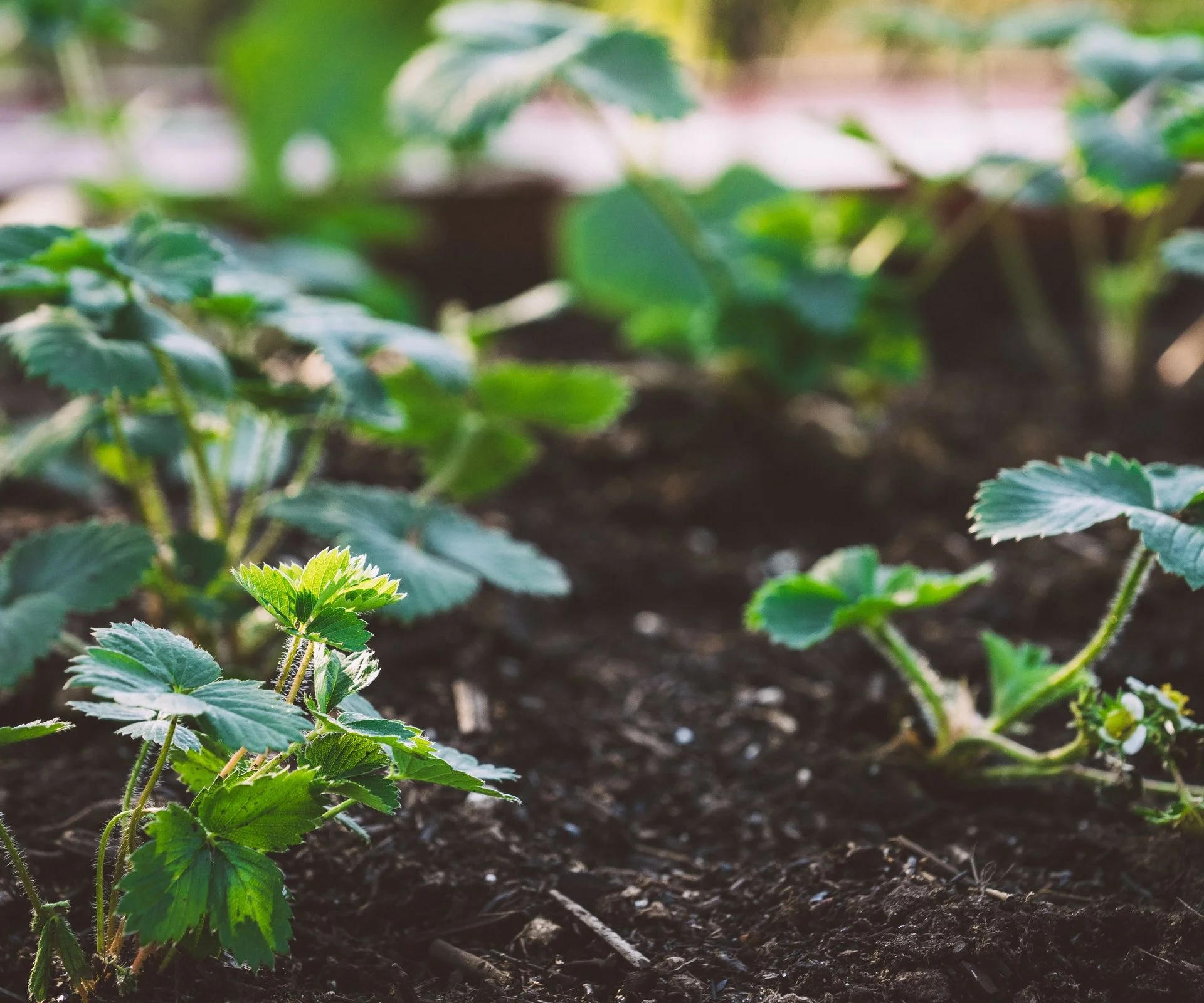 Strawberry plants freshly planted in the backyard