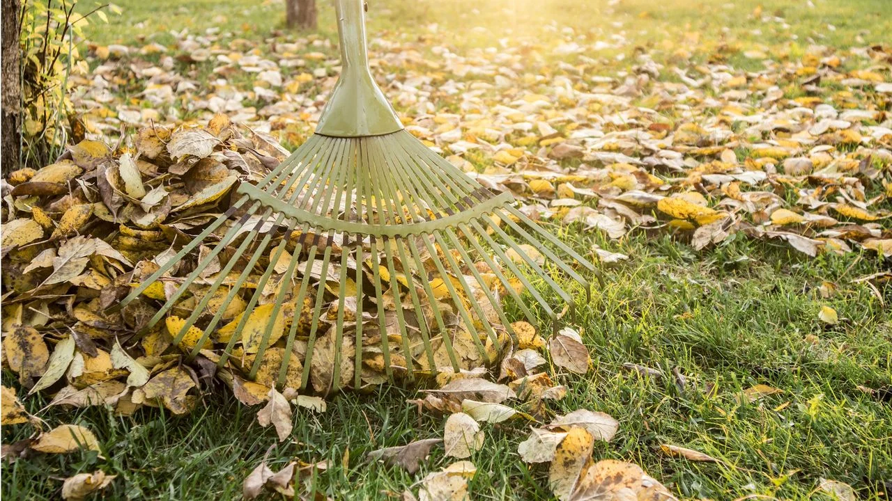 Optimal Timing for Leaf Cleanup: Making the Most of Early Fall