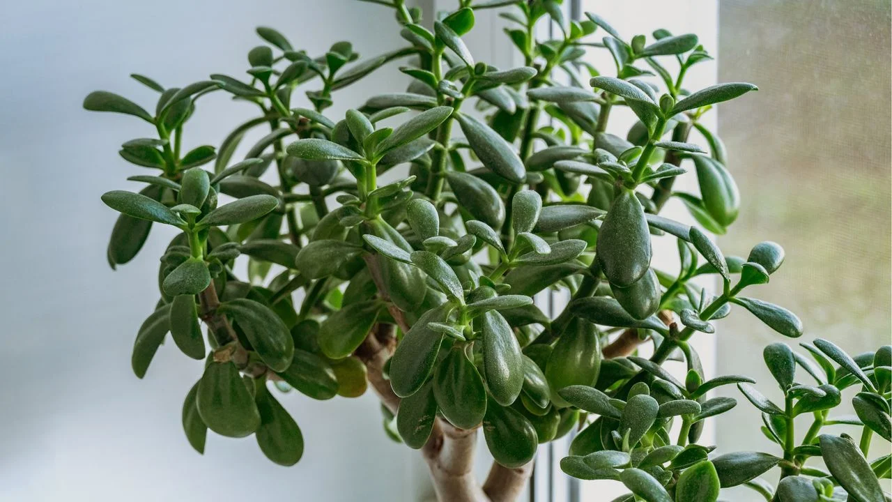 Essential Care Tips for Your Jade Plant as Fall Approaches