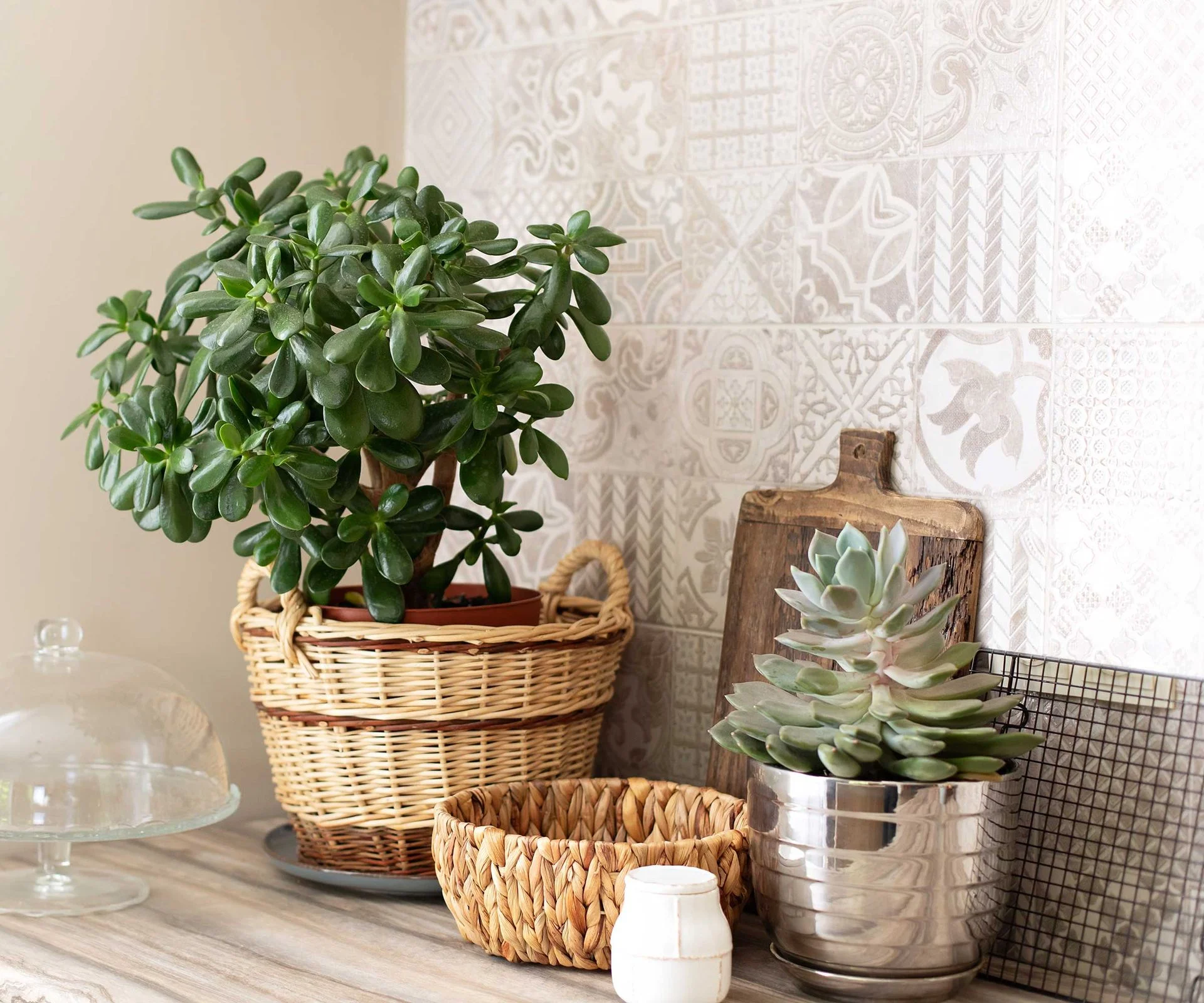Jade plant on dresser