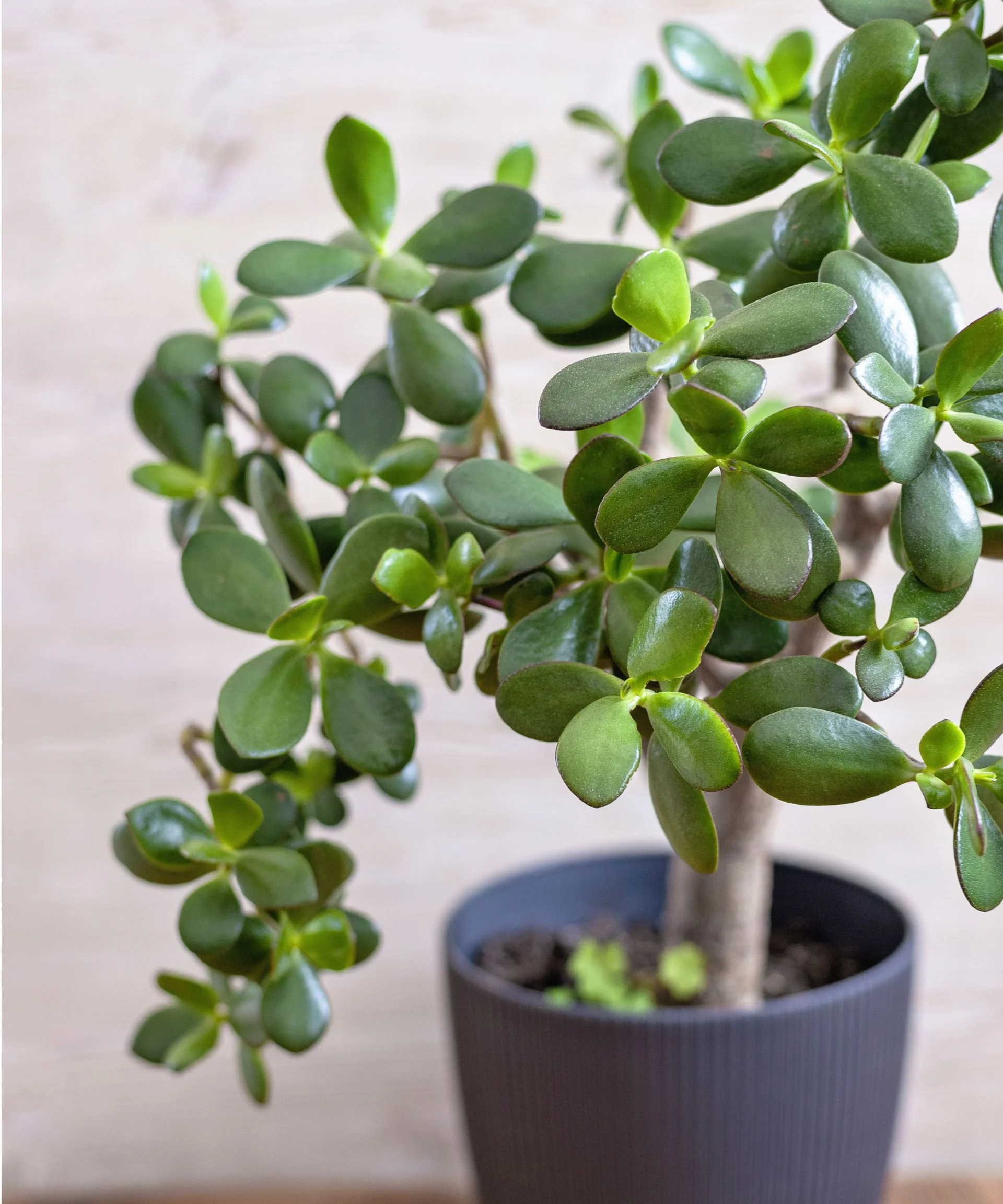 Jade plant