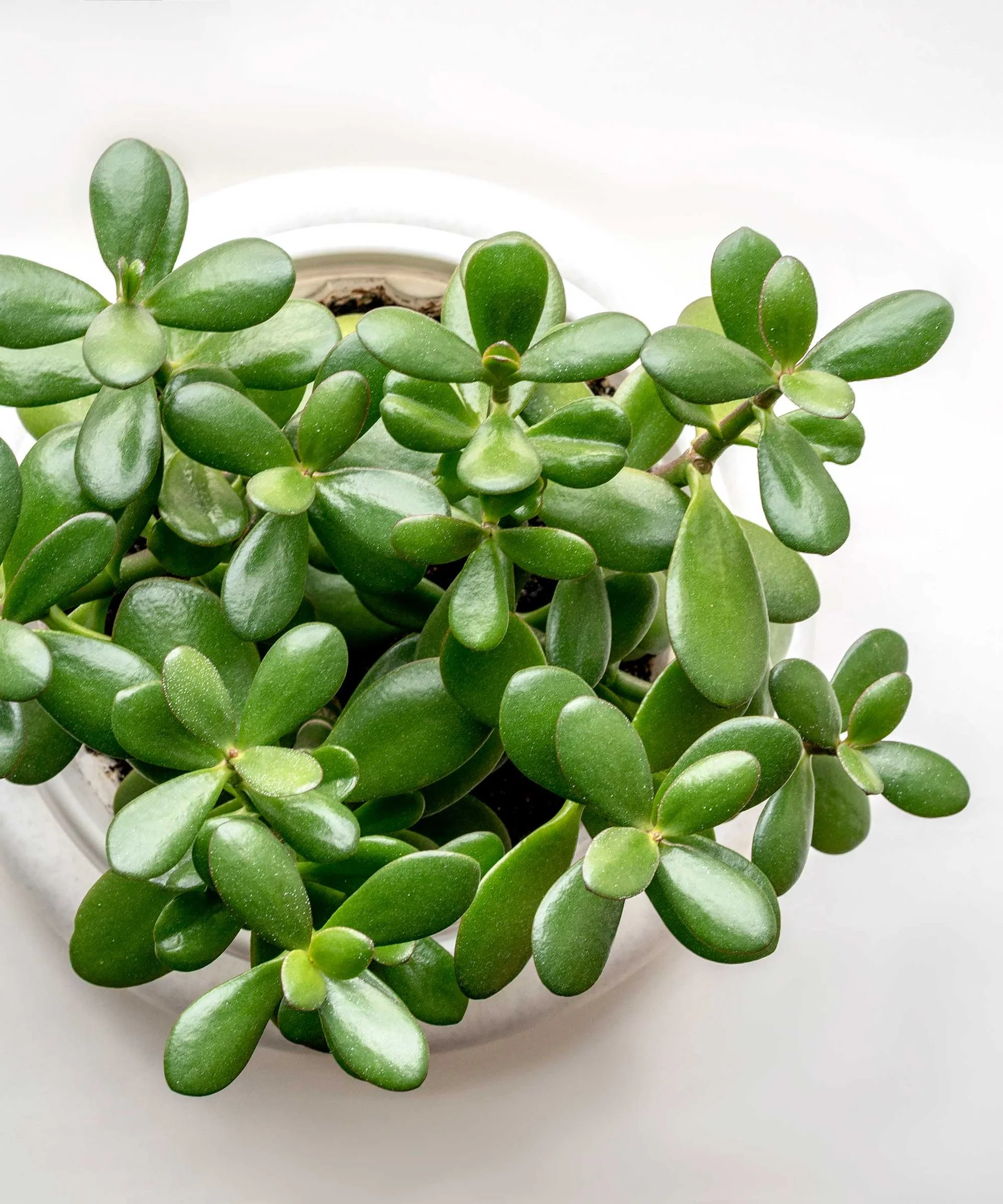 Jade plant leaves