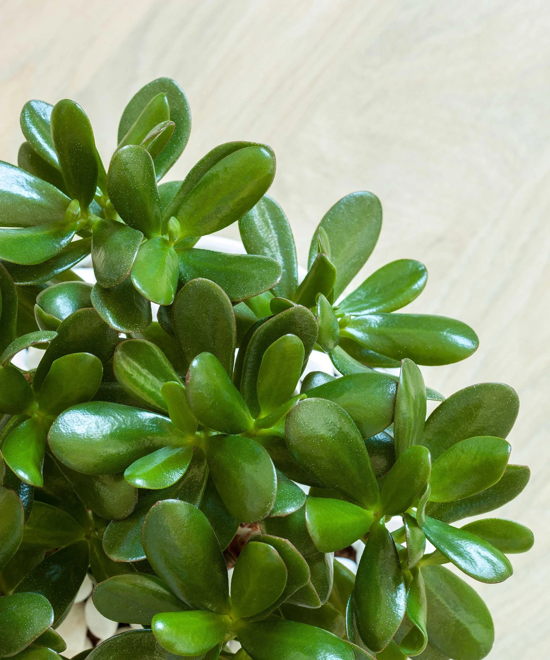Crassula ovata leaves