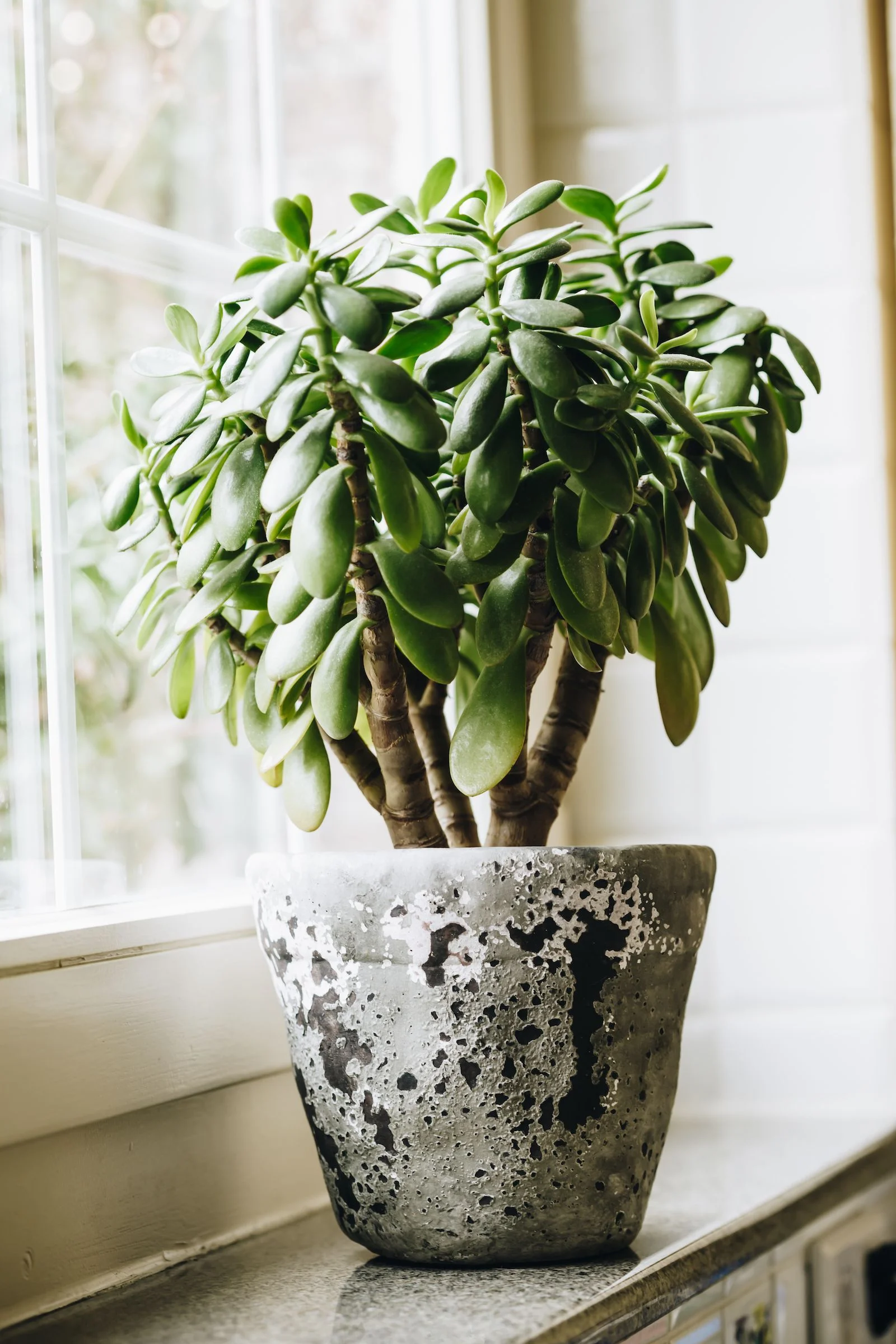 Jade plant