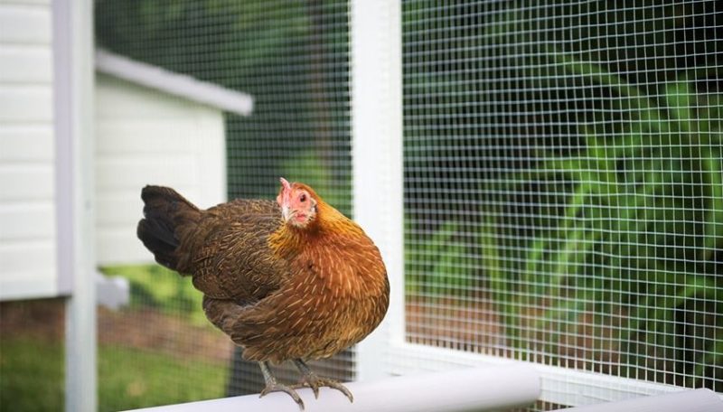 chicken roosting ideas