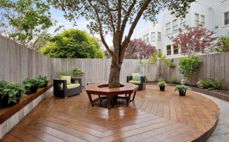 tree with a large canopy