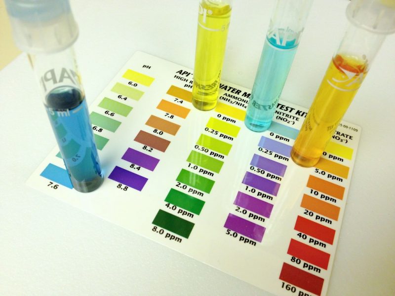 winterized pool turning green