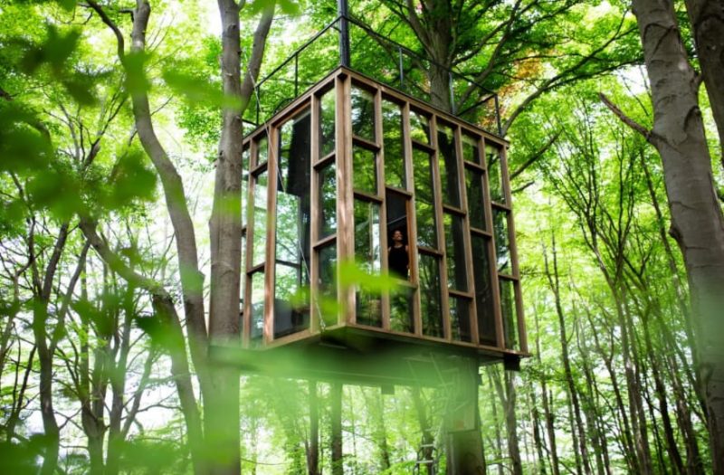 Can You Screw into a Tree without Hurting It