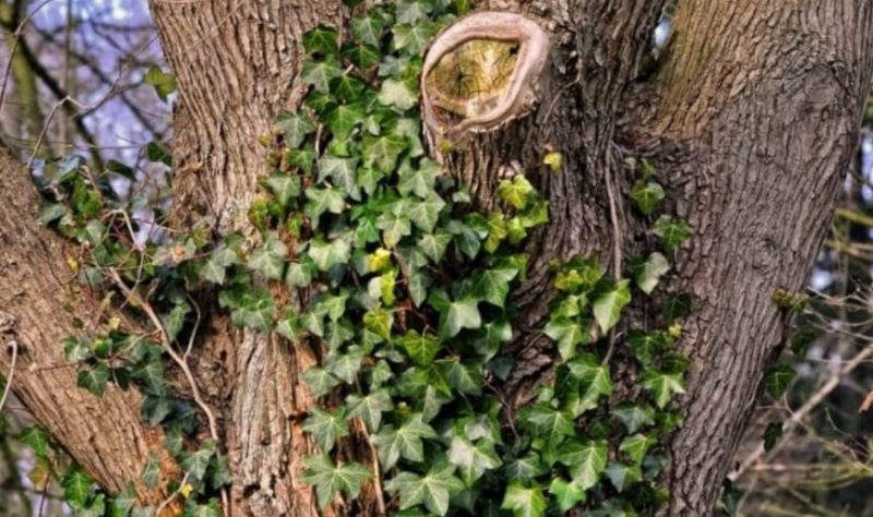 Do Climbing Vines Kill Trees