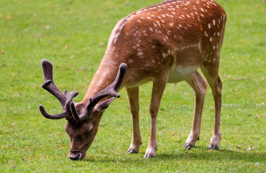 2 Explanation Answering What To Feed Deer In Backyard