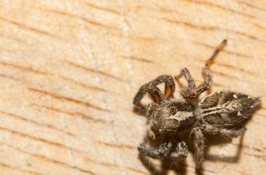 how to keep spiders out of garage