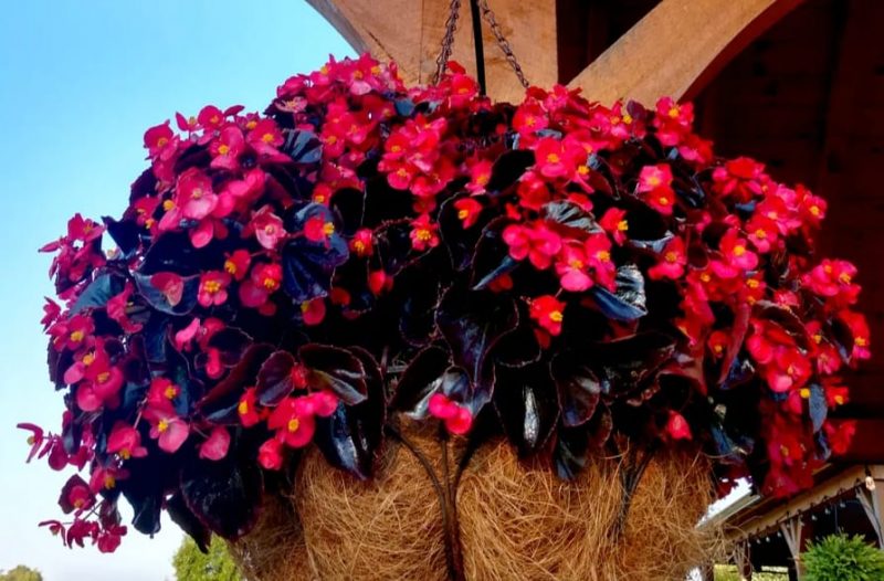 Are Hanging Baskets an Old Fashioned