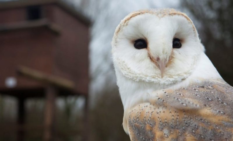 Can I Put an Owl Box in My Garden