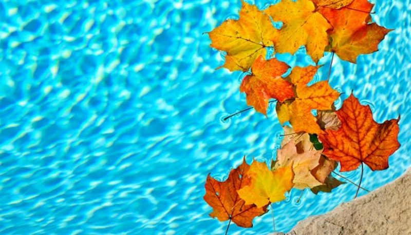 skimmer basket catches leaves