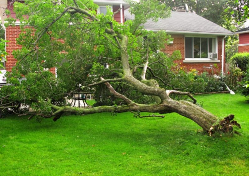 does home insurance cover landscaping damage