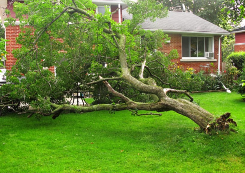 does home insurance cover landscaping damage