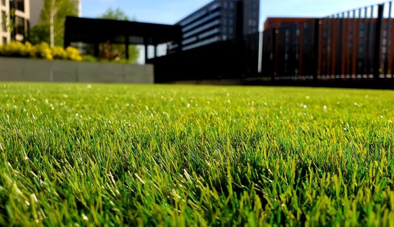 How To Grow And Maintain Healthy Grass Lawn