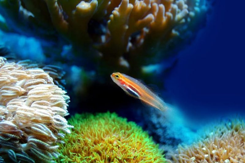 Living Room Decoration Ideas For A Calm Environment