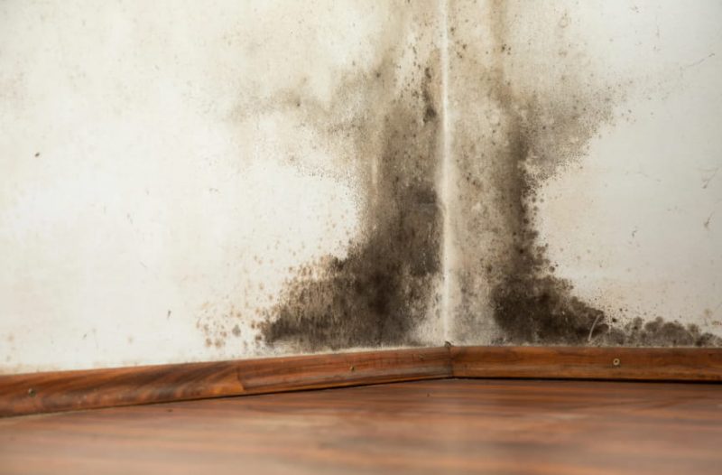 Effective Ways You Can Get Rid Of Mold In Your Home