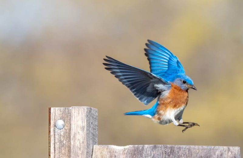 How To Attract Wildlife To Your Yard