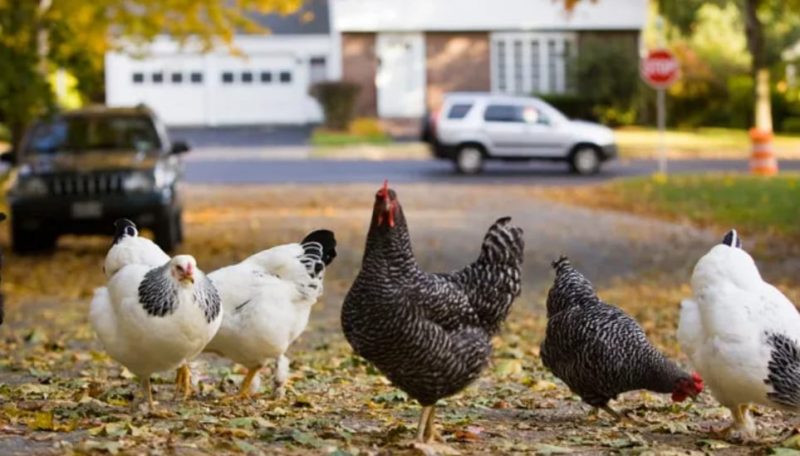 Can Backyard Chickens Get Salmonella