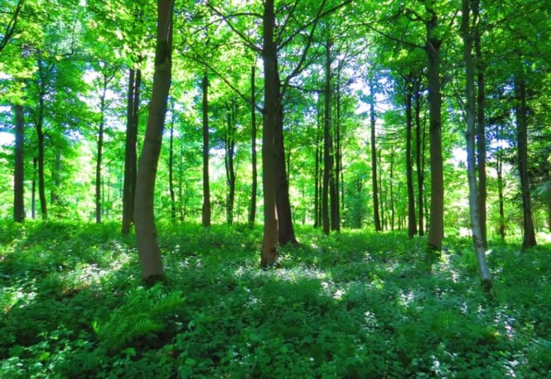 Dedicated Outdoor Space