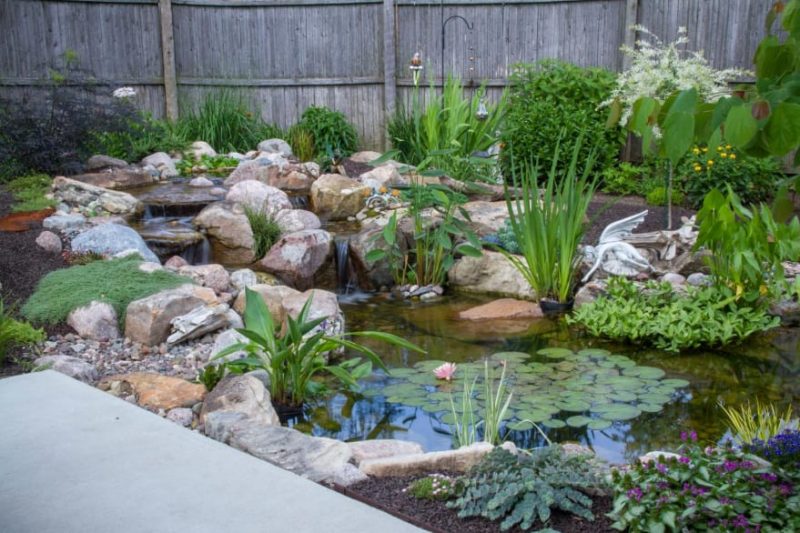 Do Backyard Ponds Attract Mosquitoes