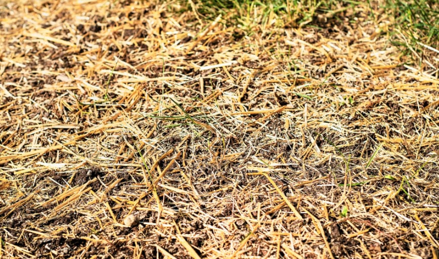 Do Lawn Seed Blankets Work Effectively for Your Yard?