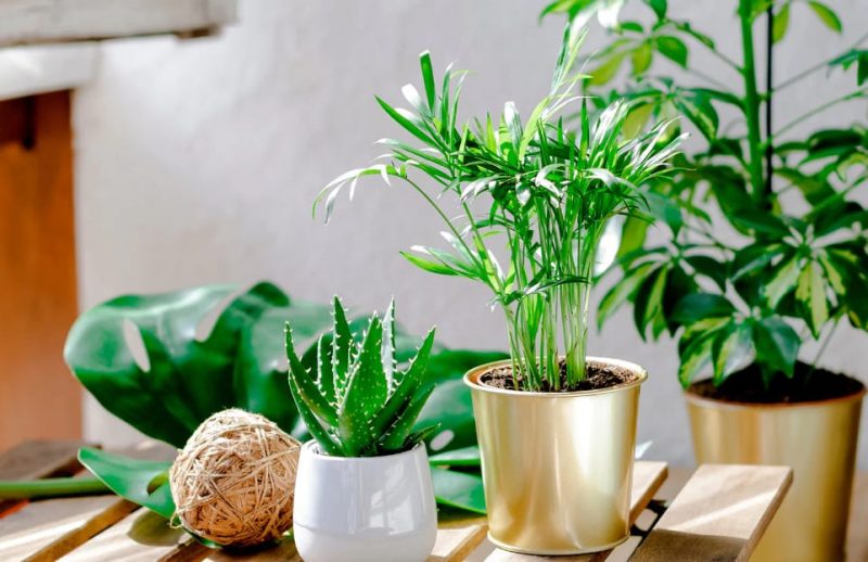 How to Bring House Plants Indoors for the Winter