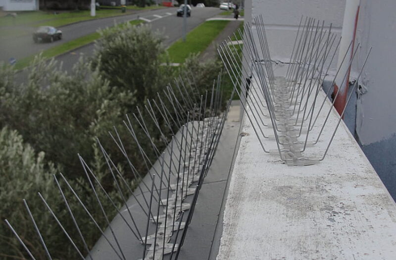 Methods to Keep Pigeons Away