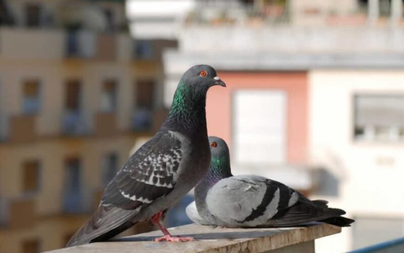 Methods to Keep Pigeons Away