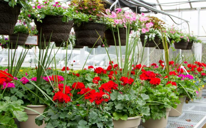 Where to Buy Plants for Your Garden in the UK