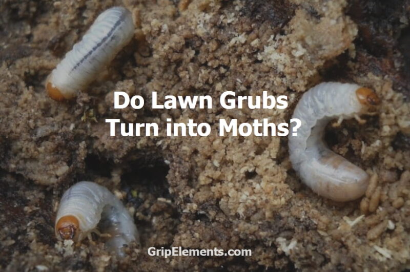 Do Lawn Grubs Turn into Moths