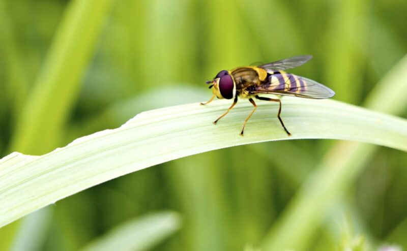 Garden Pest Control Tips