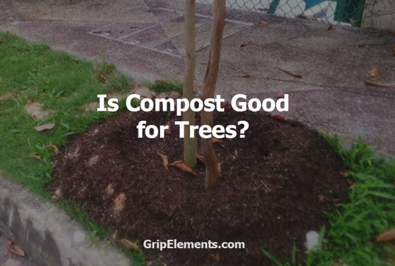 Is Compost Good for Trees