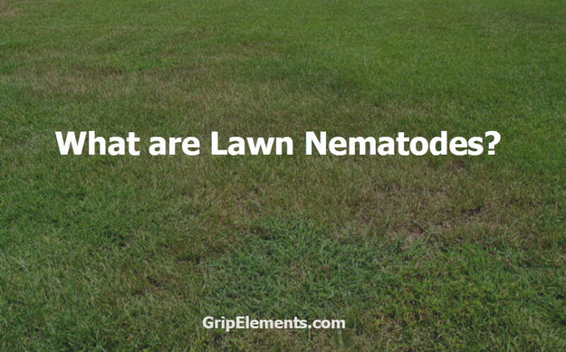 What are Lawn Nematodes