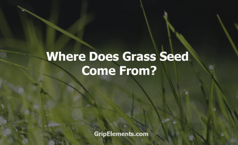 Where Does Grass Seed Come From