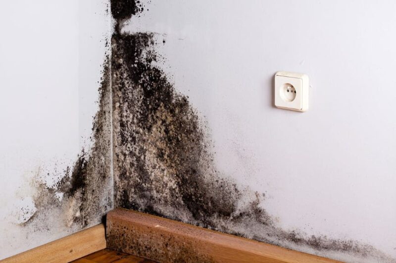 Does Homeowners Insurance Cover Mold