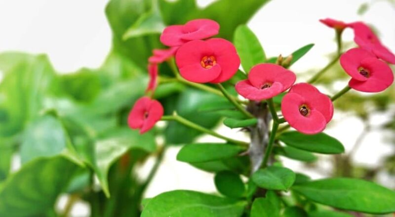 Plant a Variety of Flowers and Plants