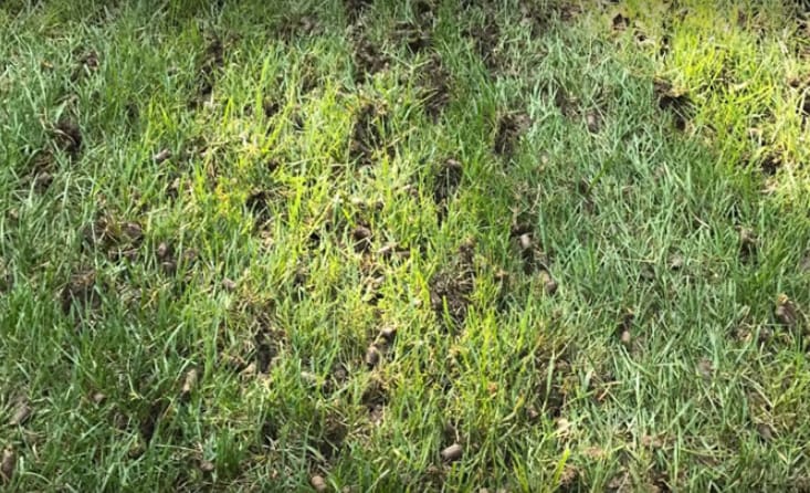 Benefits of Aeration and Overseeding