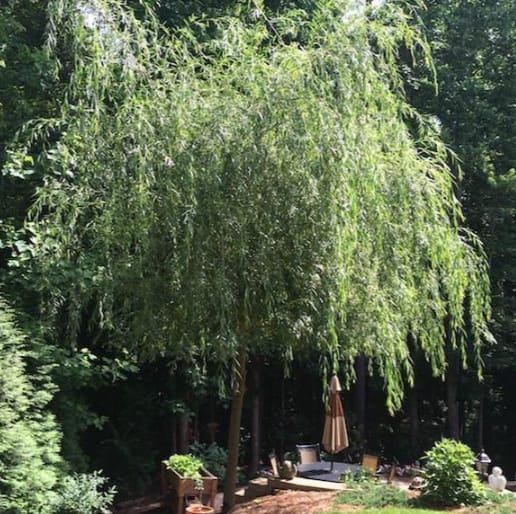 Grow a Willow Tree