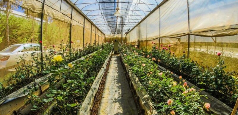 Homesteading for Beginners