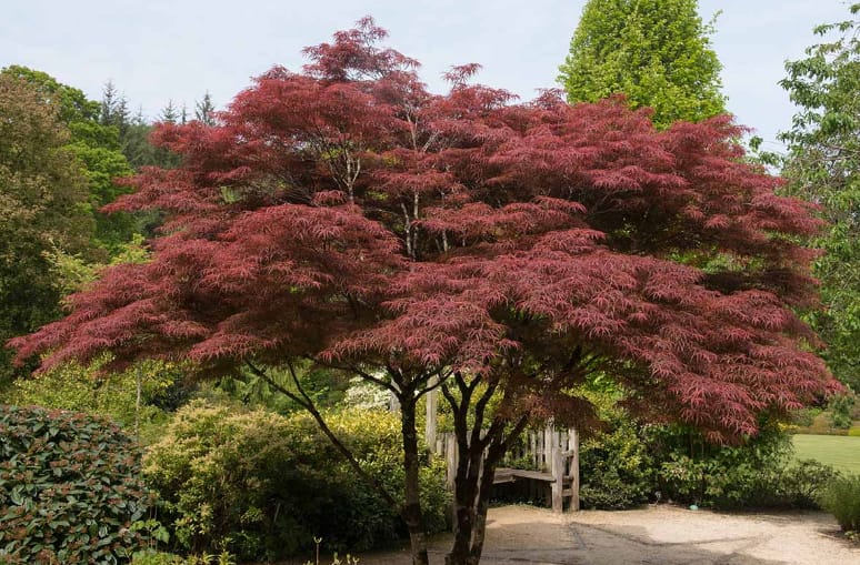 Plant a Japanese Red Maple Tree