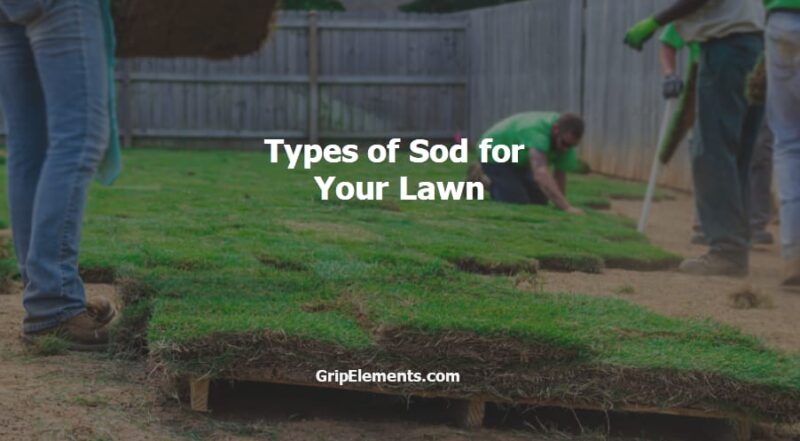 types of sod for your lawn