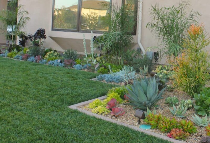 Partial succulent garden