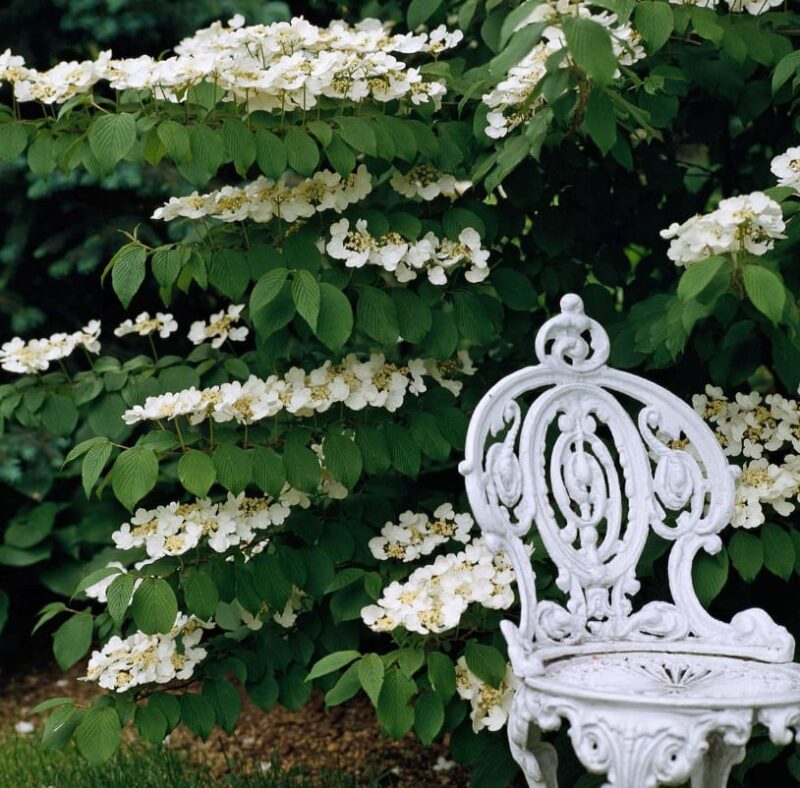 Adorable Viburnum Tree