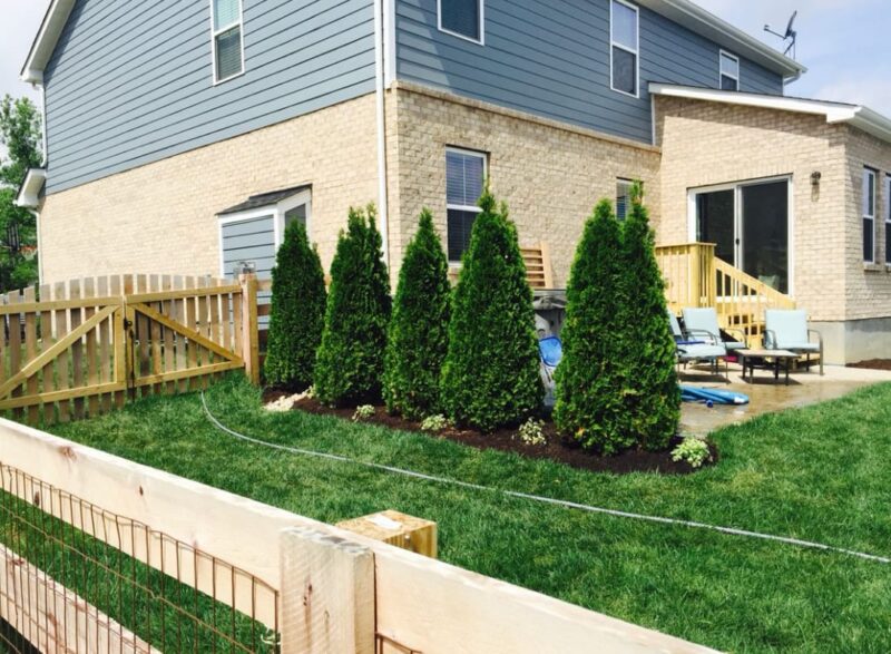 Beautiful Cone-shaped Arborvitae